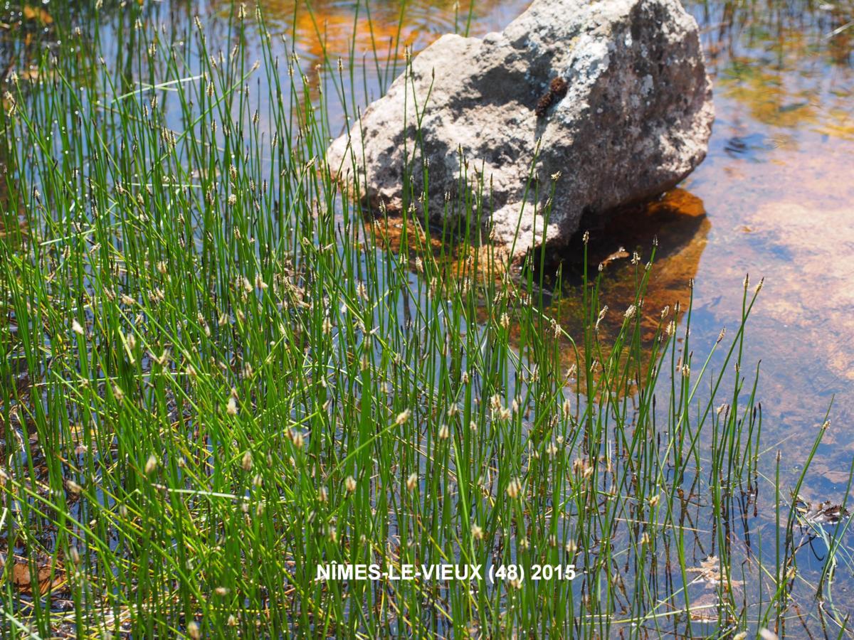 Spike-rush, Common plant